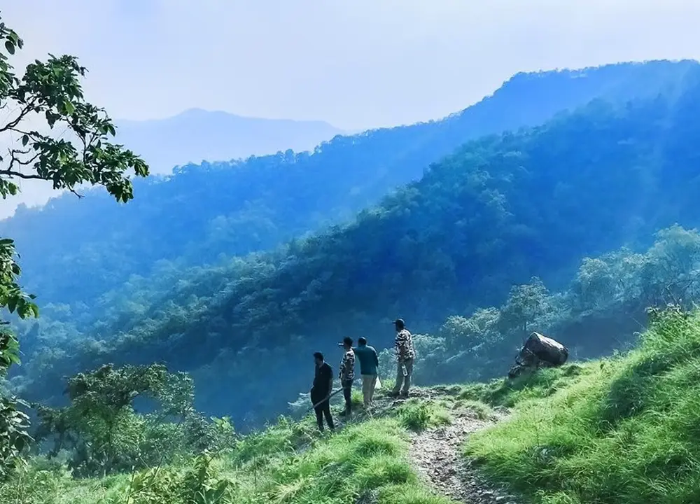 Jungle safari